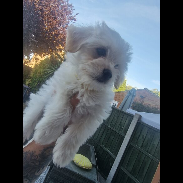Morkie - Dogs