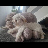 Morkie - Dogs