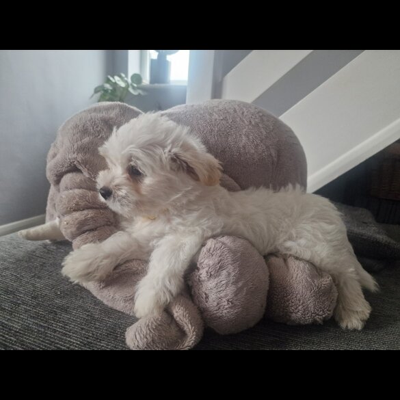 Morkie - Dogs