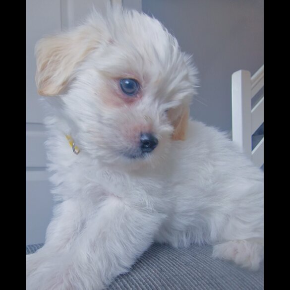 Morkie - Dogs
