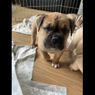 English Bulldog - Both