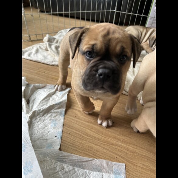 English Bulldog - Both