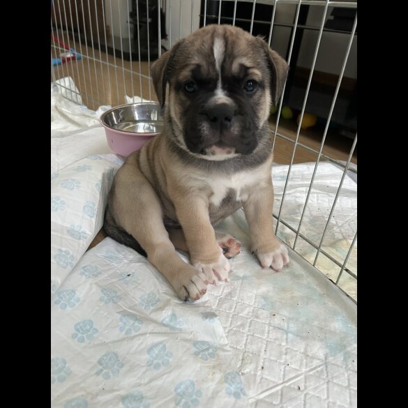 English Bulldog - Both
