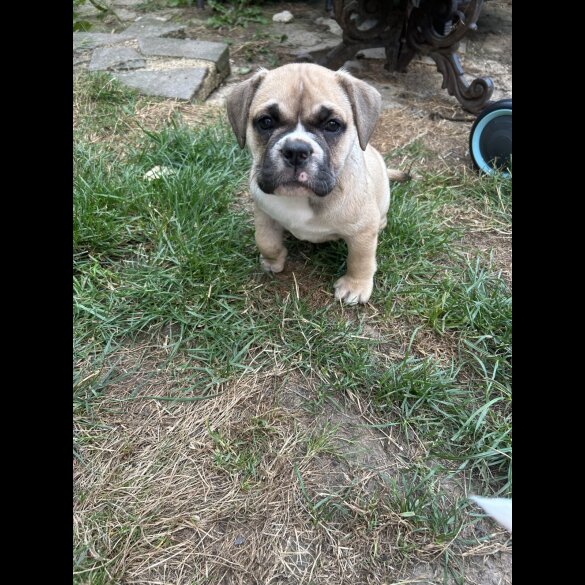 English Bulldog - Both