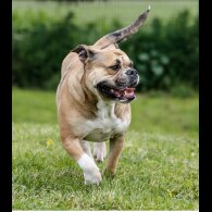 English Bulldog - Both