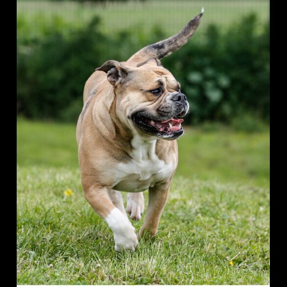English Bulldog - Both