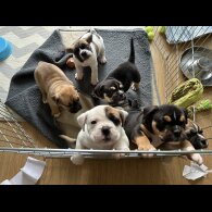 English Bulldog - Both
