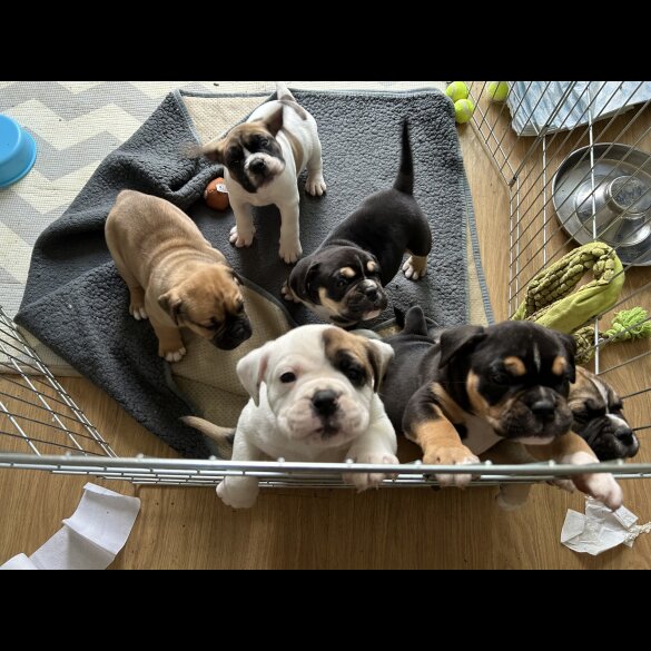 English Bulldog - Both