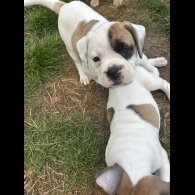 English Bulldog - Both