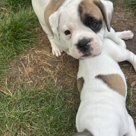 English Bulldog - Both