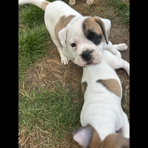 English Bulldog - Both