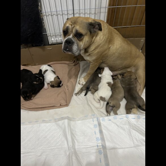 English Bulldog - Both