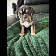 English Bulldog - Both