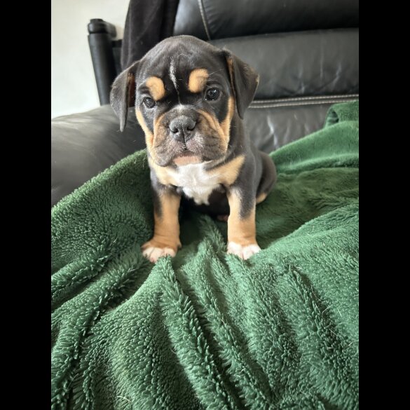 English Bulldog - Both