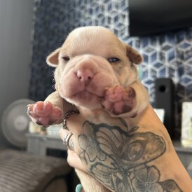 English Bulldog - Both