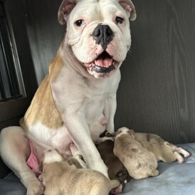 English Bulldog - Both