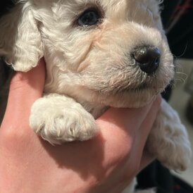 Poochon - Both