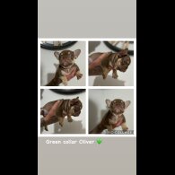 French Bulldog - Both
