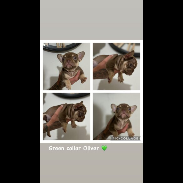 French Bulldog - Both