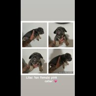 French Bulldog - Both