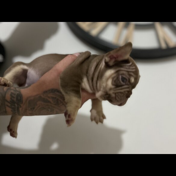 French Bulldog - Both