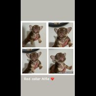 French Bulldog - Both