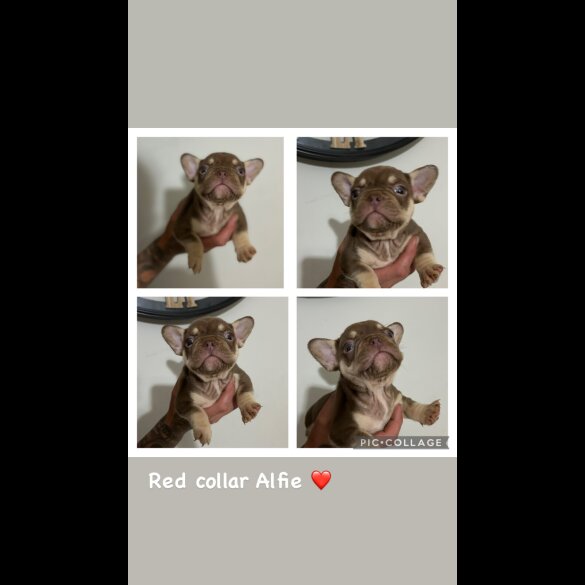 French Bulldog - Both