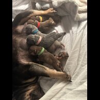 French Bulldog - Both