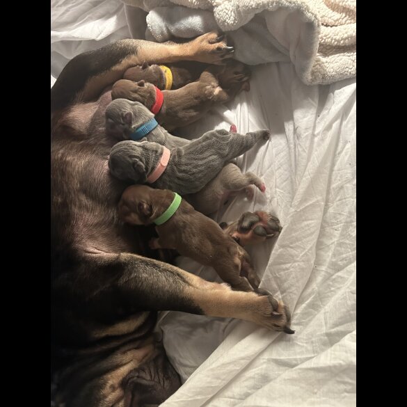 French Bulldog - Both
