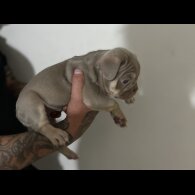 French Bulldog - Both