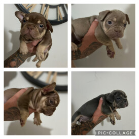 French Bulldog - Both