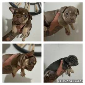 French Bulldog - Both
