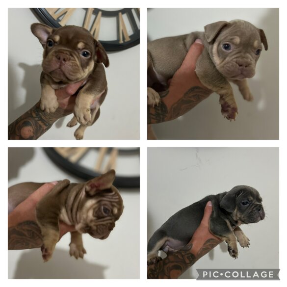 French Bulldog - Both