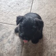 Patterdale Terrier - Both