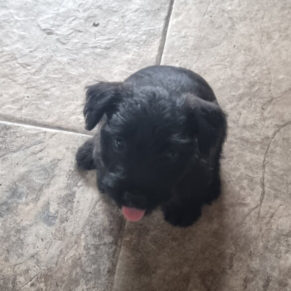 Patterdale Terrier - Both