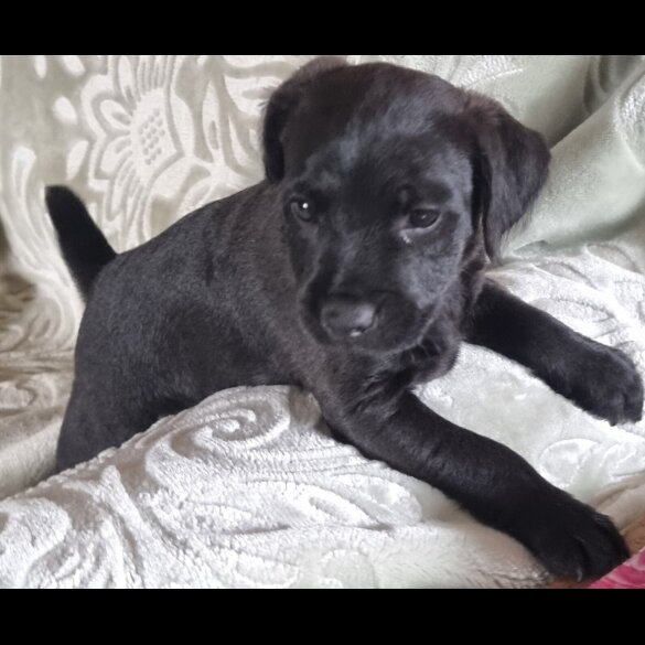 Patterdale Terrier - Both