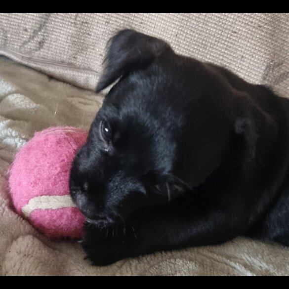 Patterdale Terrier - Both