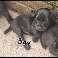 Patterdale Terrier - Both