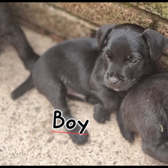 Patterdale Terrier - Both