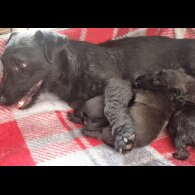 Patterdale Terrier - Both