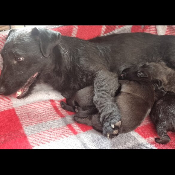 Patterdale Terrier - Both