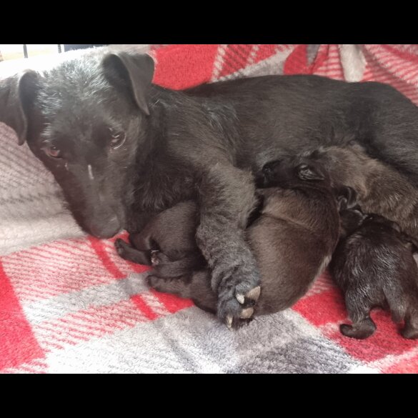 Patterdale Terrier - Both
