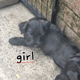 Patterdale Terrier - Both