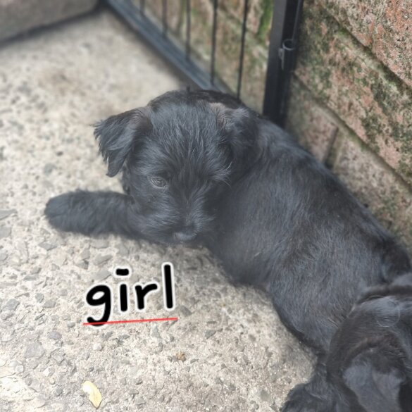Patterdale Terrier - Both