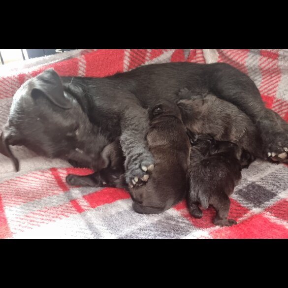 Patterdale Terrier - Both