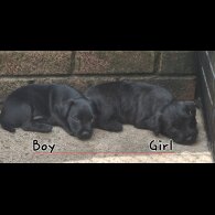 Patterdale Terrier - Both