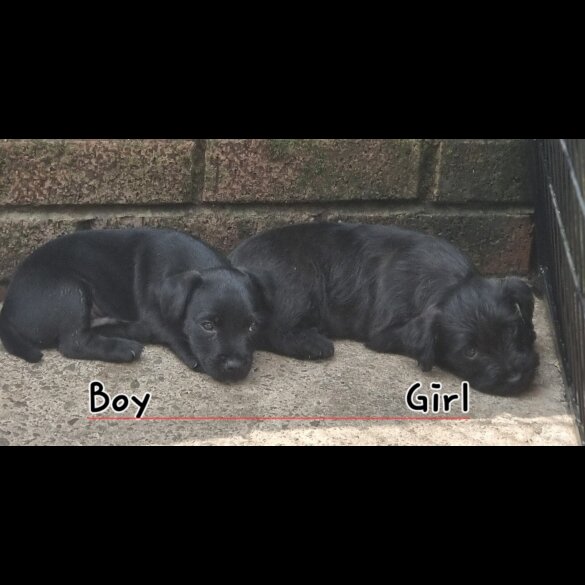 Patterdale Terrier - Both