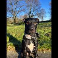 Patterdale Terrier