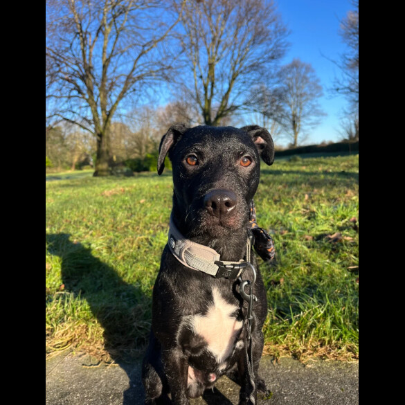 Patterdale Terrier