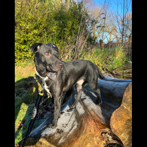 Patterdale Terrier